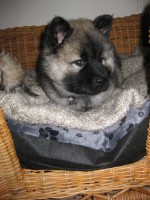 /album/gaia-som-hvalp/a8-uger2-jpg/